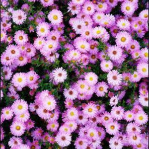 Meet your Posher, Vittoria